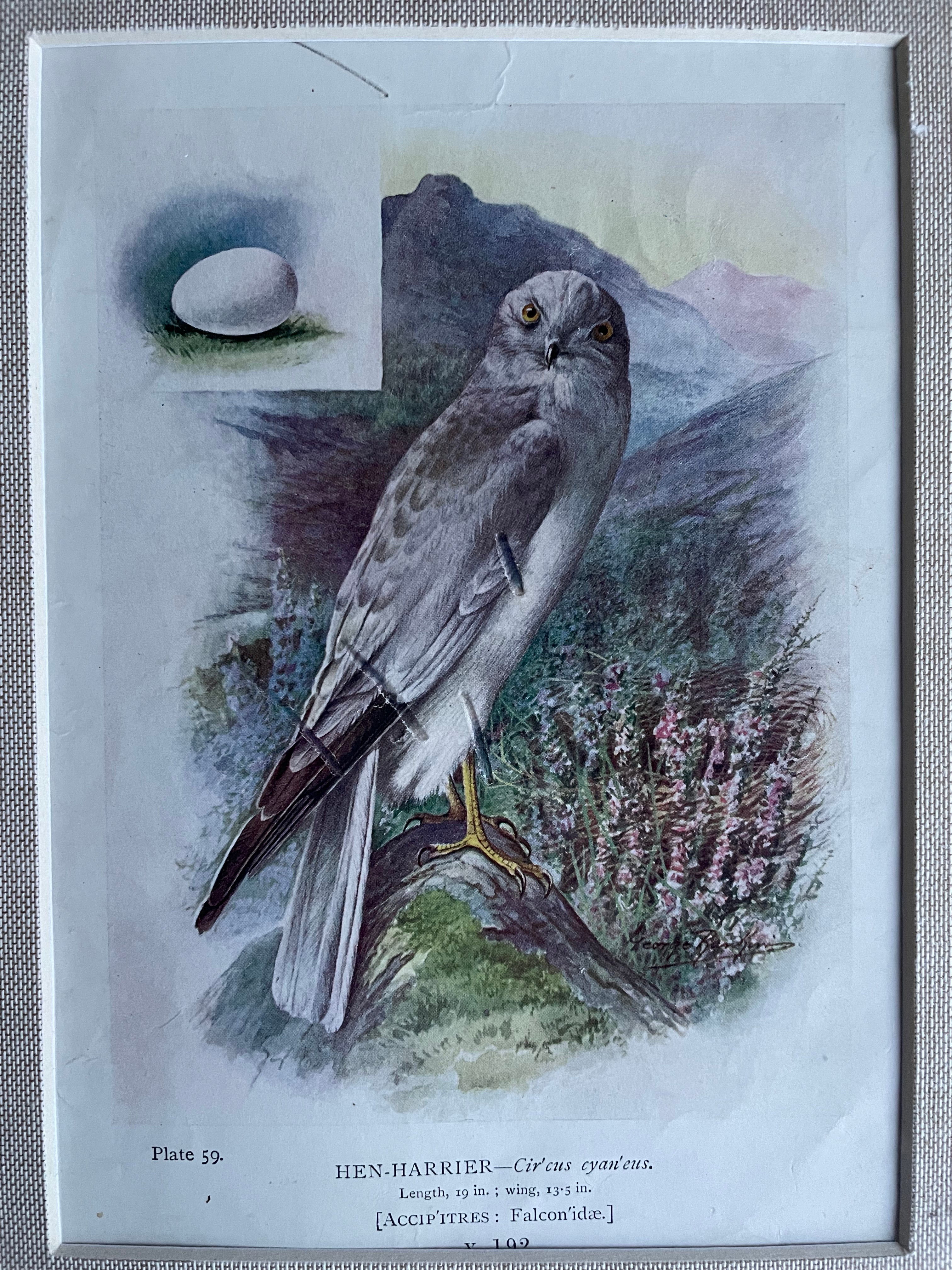 19th Century Bird Illustration with Linen Mount - Hen Harrier