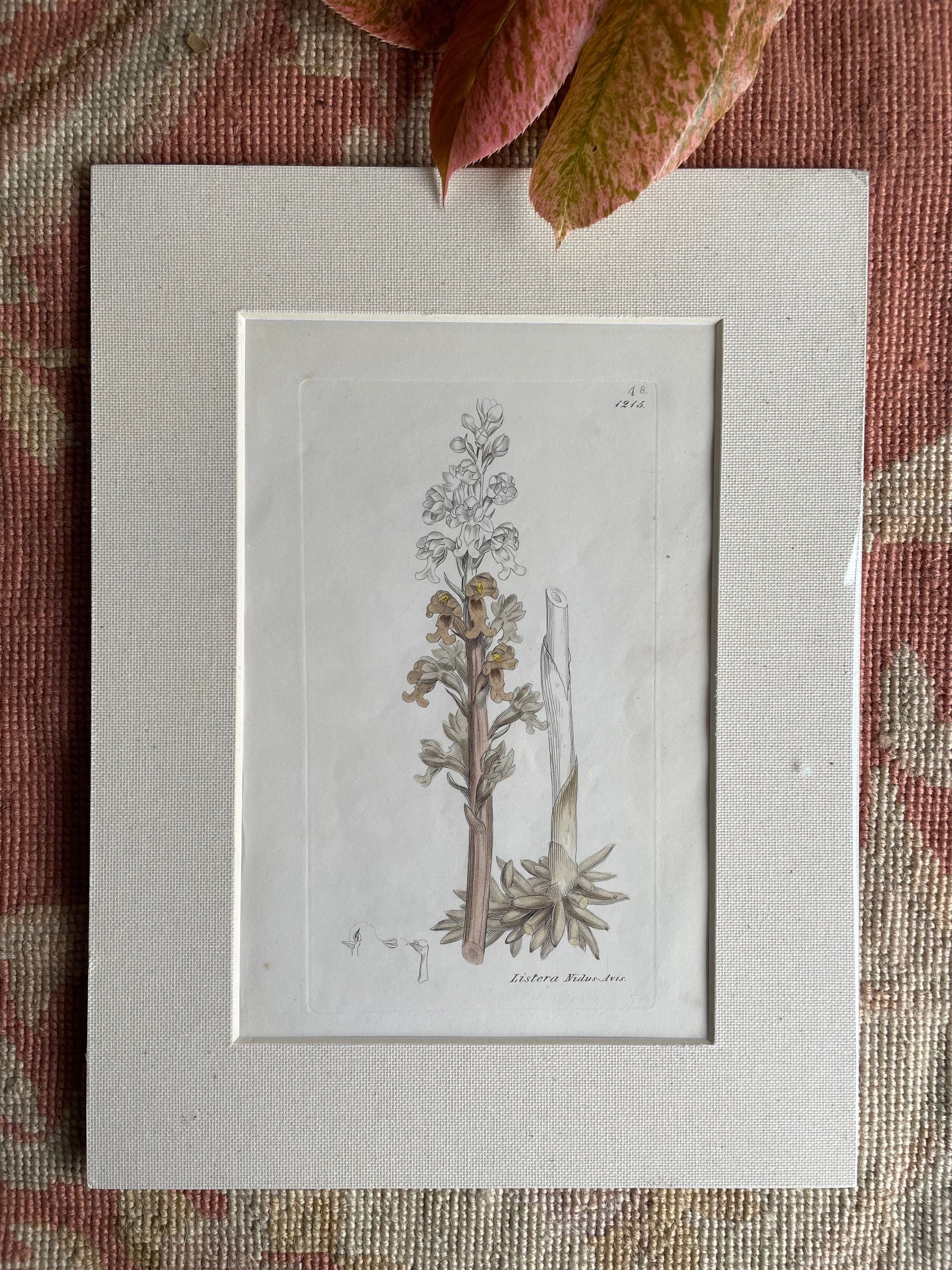 19th Century Botanical Illustration with Linen Mount - Listera Nidus-Avis