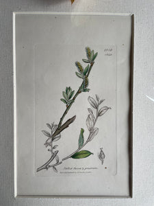 19th Century Botanical Illustration with Linen Mount - Salix Fusca