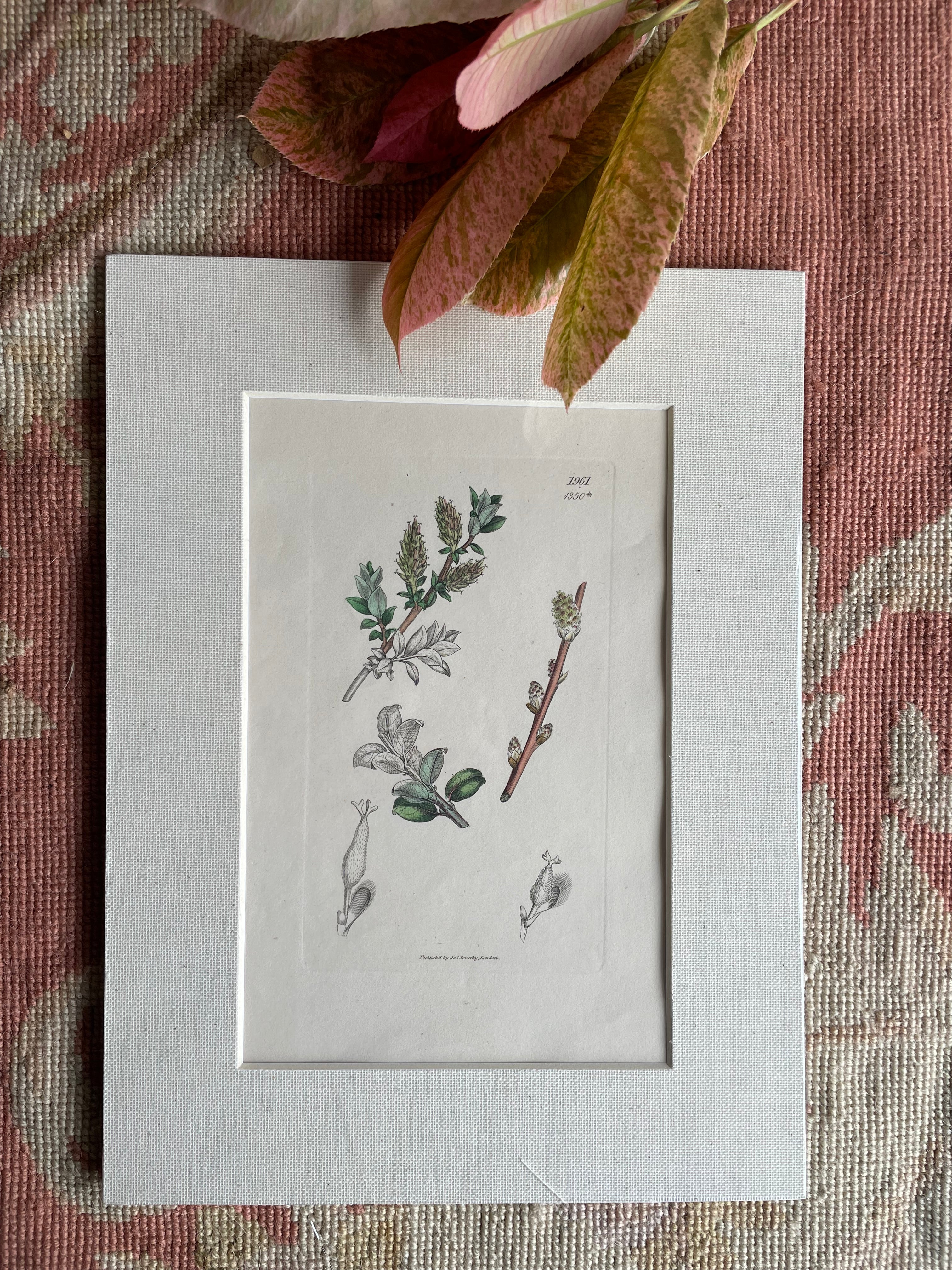 19th Century Botanical Illustration with Linen Mount - 1961