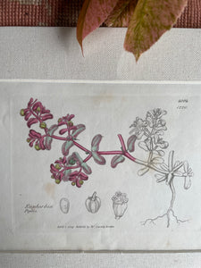 19th Century Botanical Illustration with Linen Mount - Euphorbia Peptis