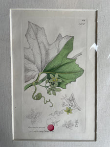 19th Century Botanical Illustration with Linen Mount - Bryonia Dioica