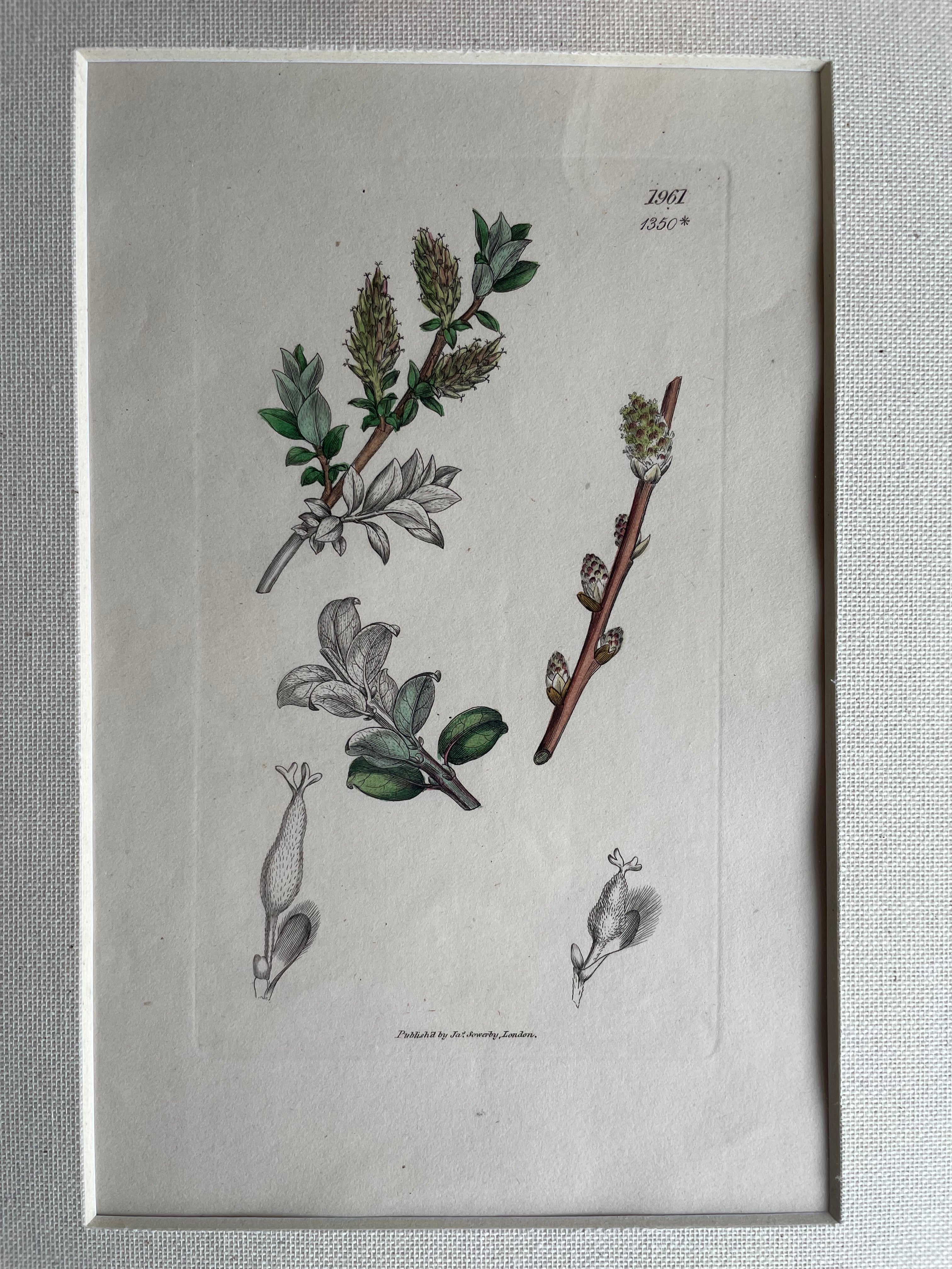 19th Century Botanical Illustration with Linen Mount - 1961