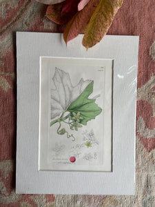 19th Century Botanical Illustration with Linen Mount - Bryonia Dioica