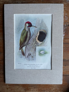 19th Century Bird Illustration with Linen Mount - Green Woodpecker