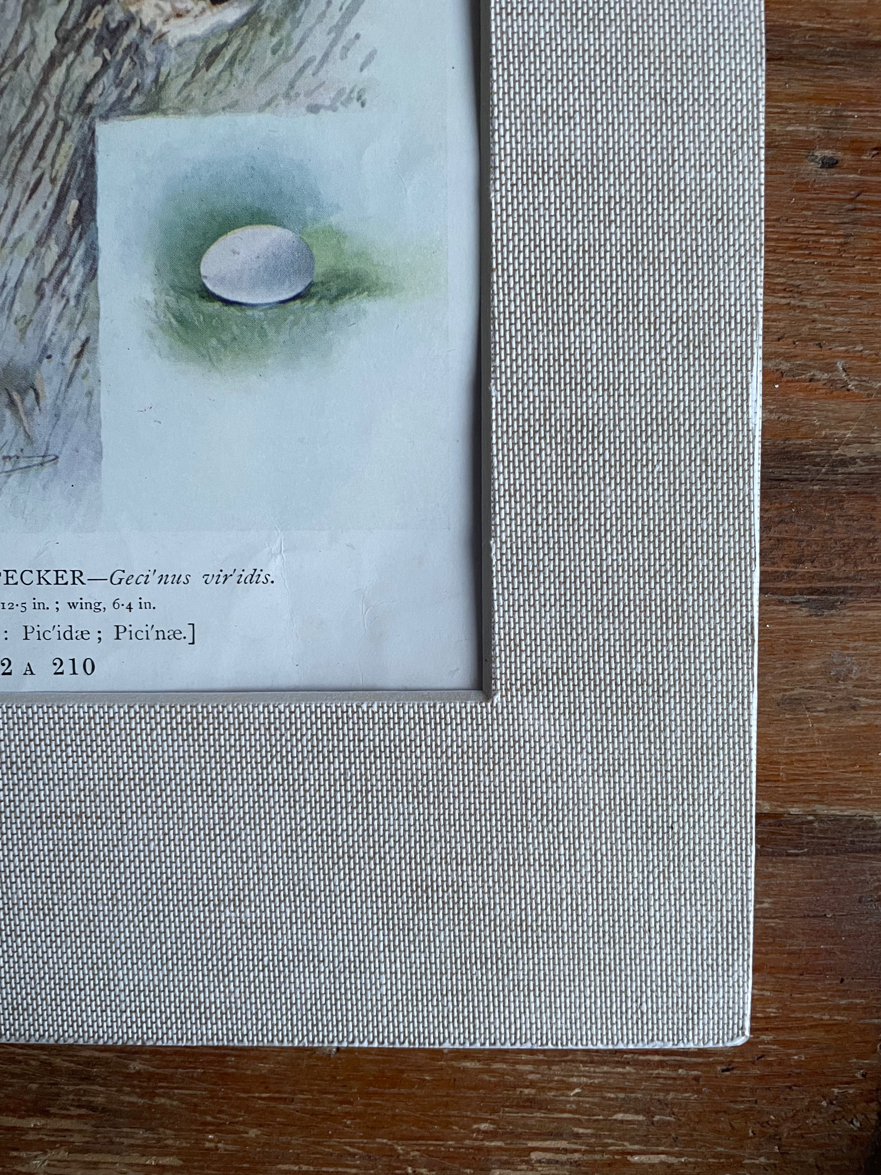 19th Century Bird Illustration with Linen Mount - Green Woodpecker