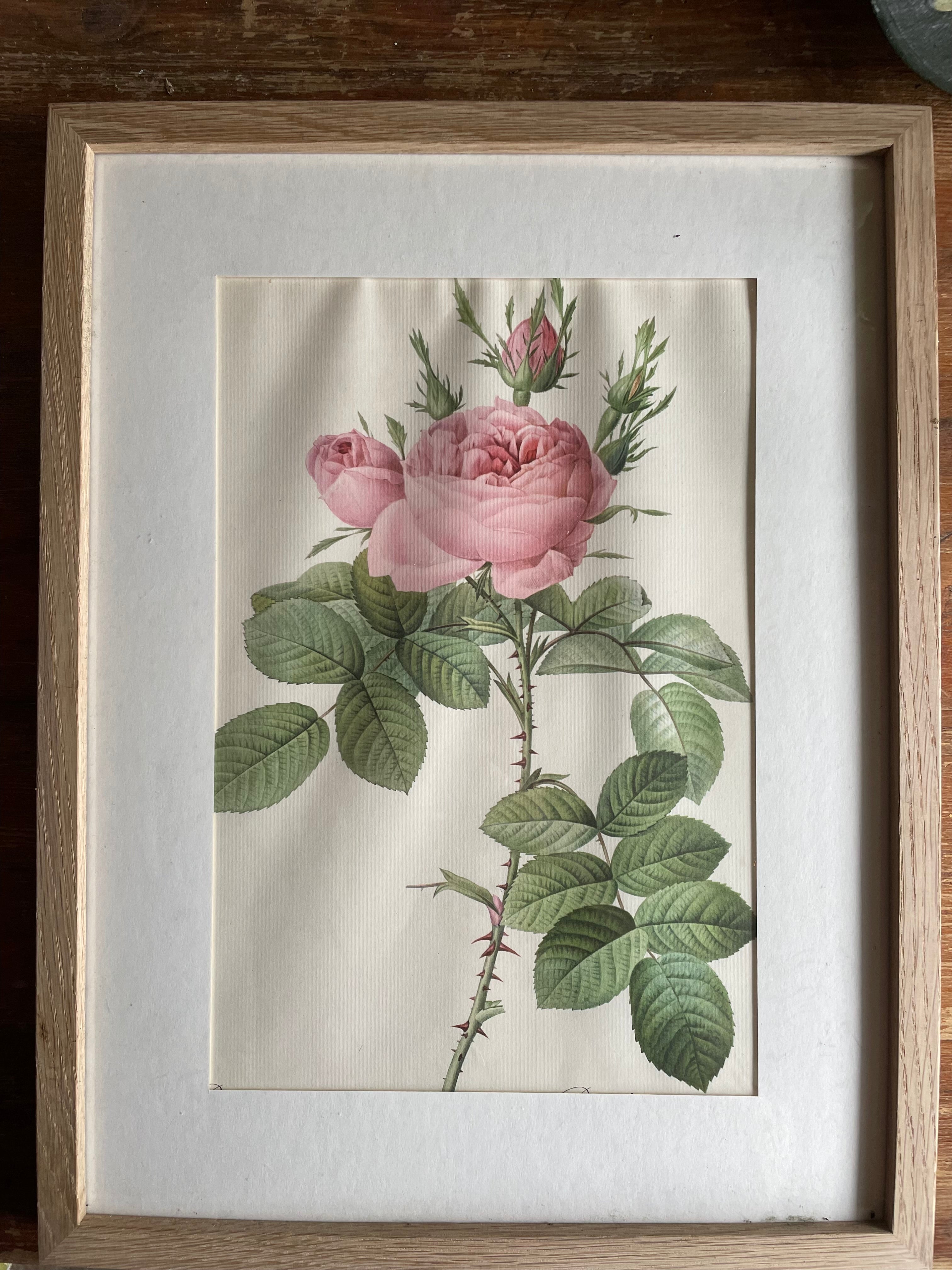 Framed 19th Century Botanical Illustration of Roses