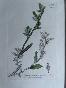 19th Century Botanical Illustration with Linen Mount - Salix Fusca