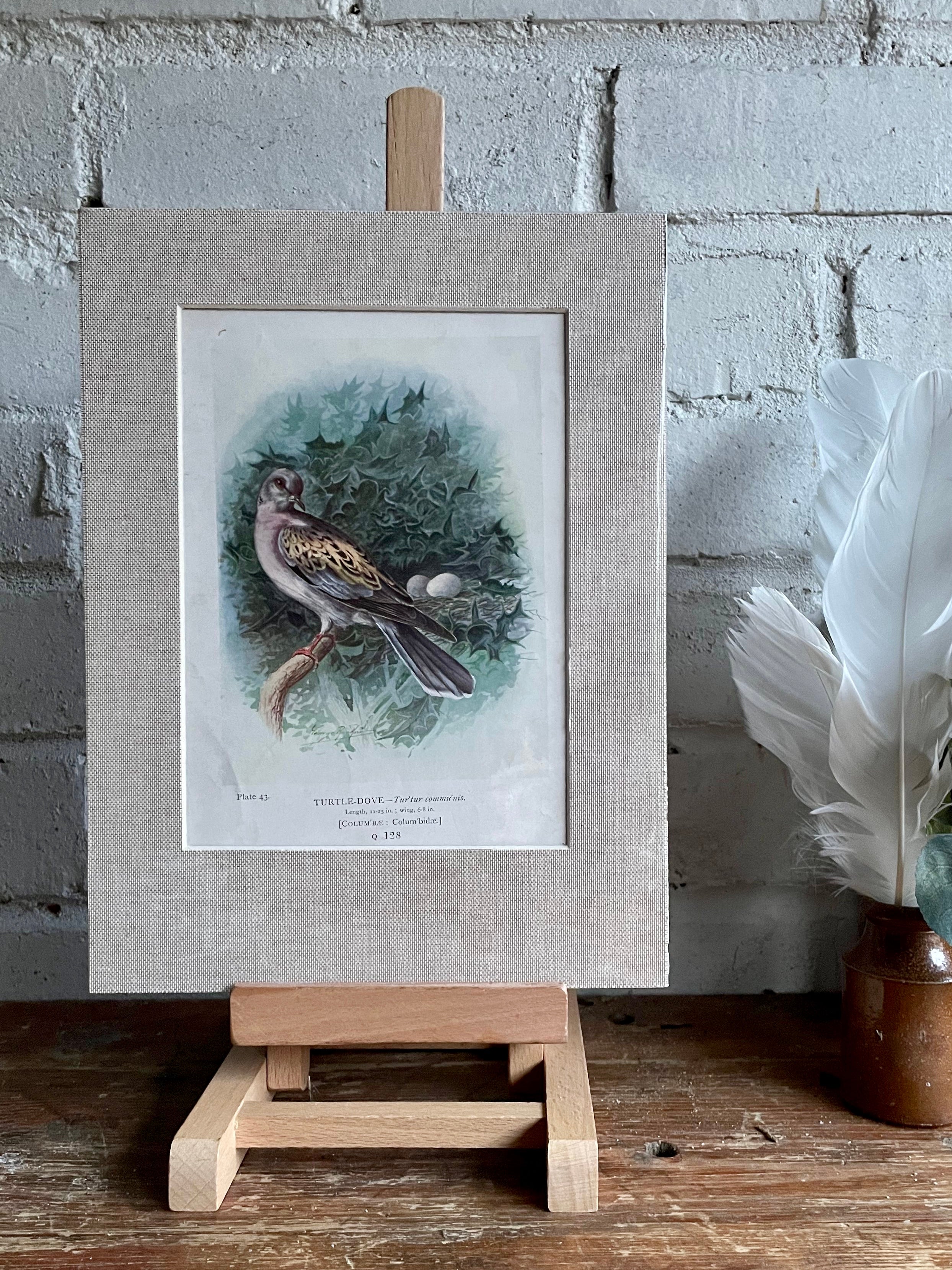 19th Century Bird Illustration with Linen Mount - Turtle Dove: Was £30 now £21 at checkout