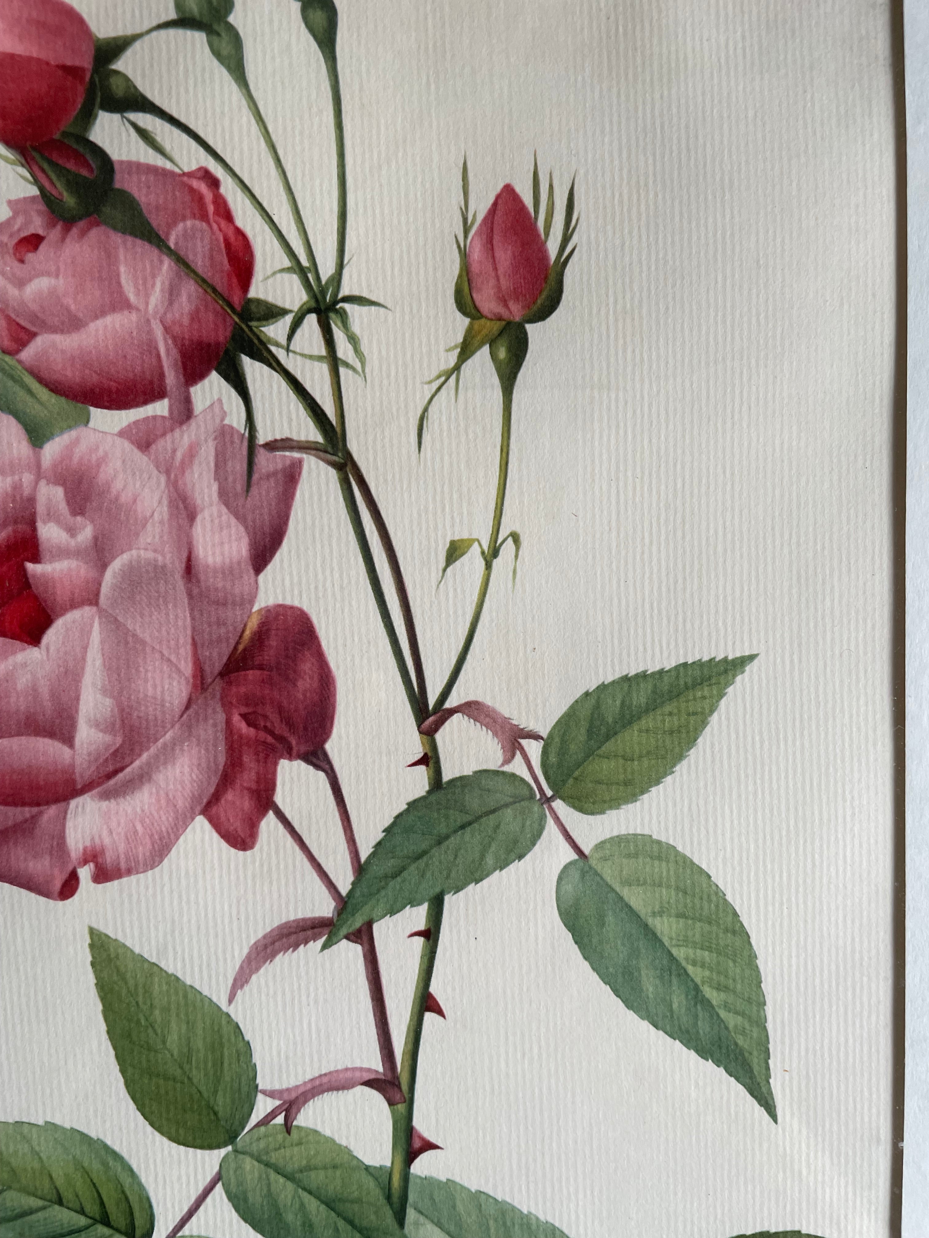 Framed 19th Century Botanical Illustration of Roses