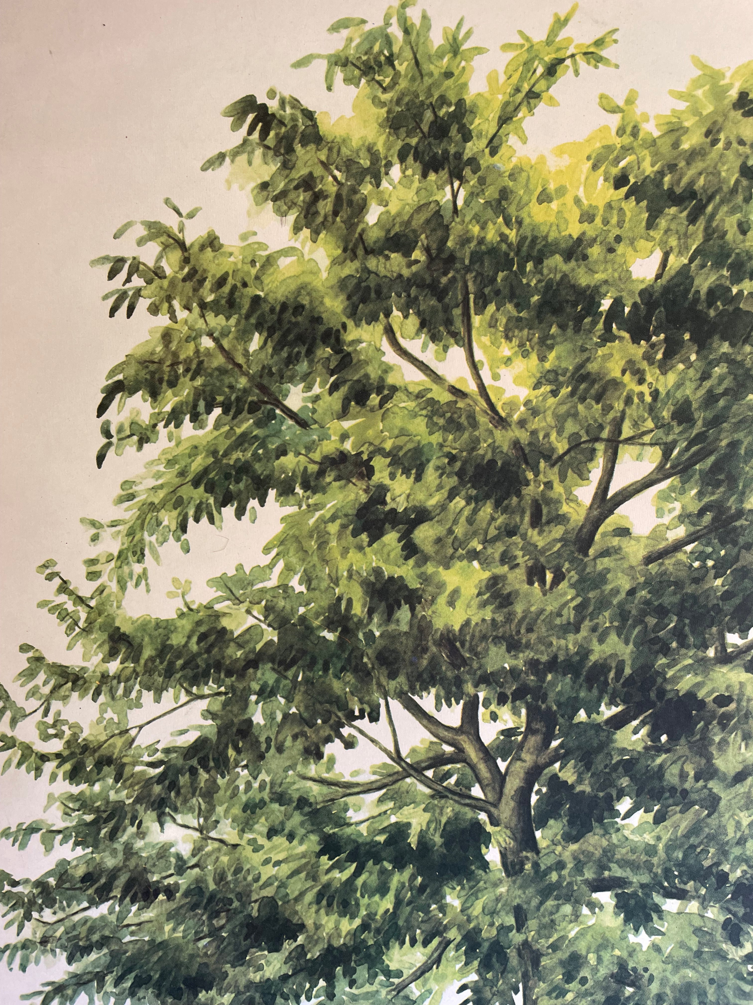 Vintage Botanical School Chart of a Walnut Tree