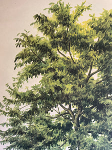 Vintage Botanical School Chart of a Walnut Tree