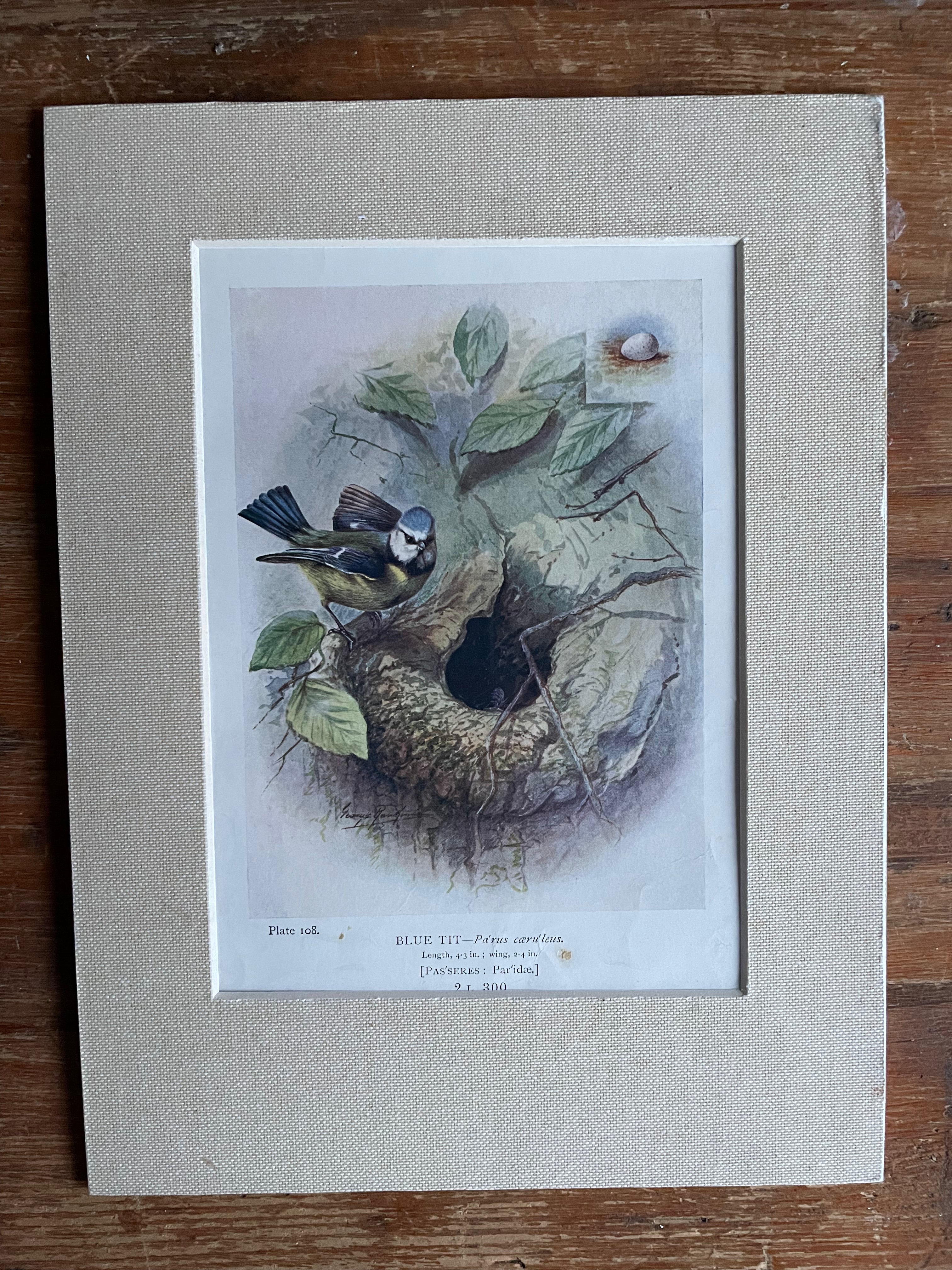 19th Century Bird Illustration with Linen Mount - Blue Tit