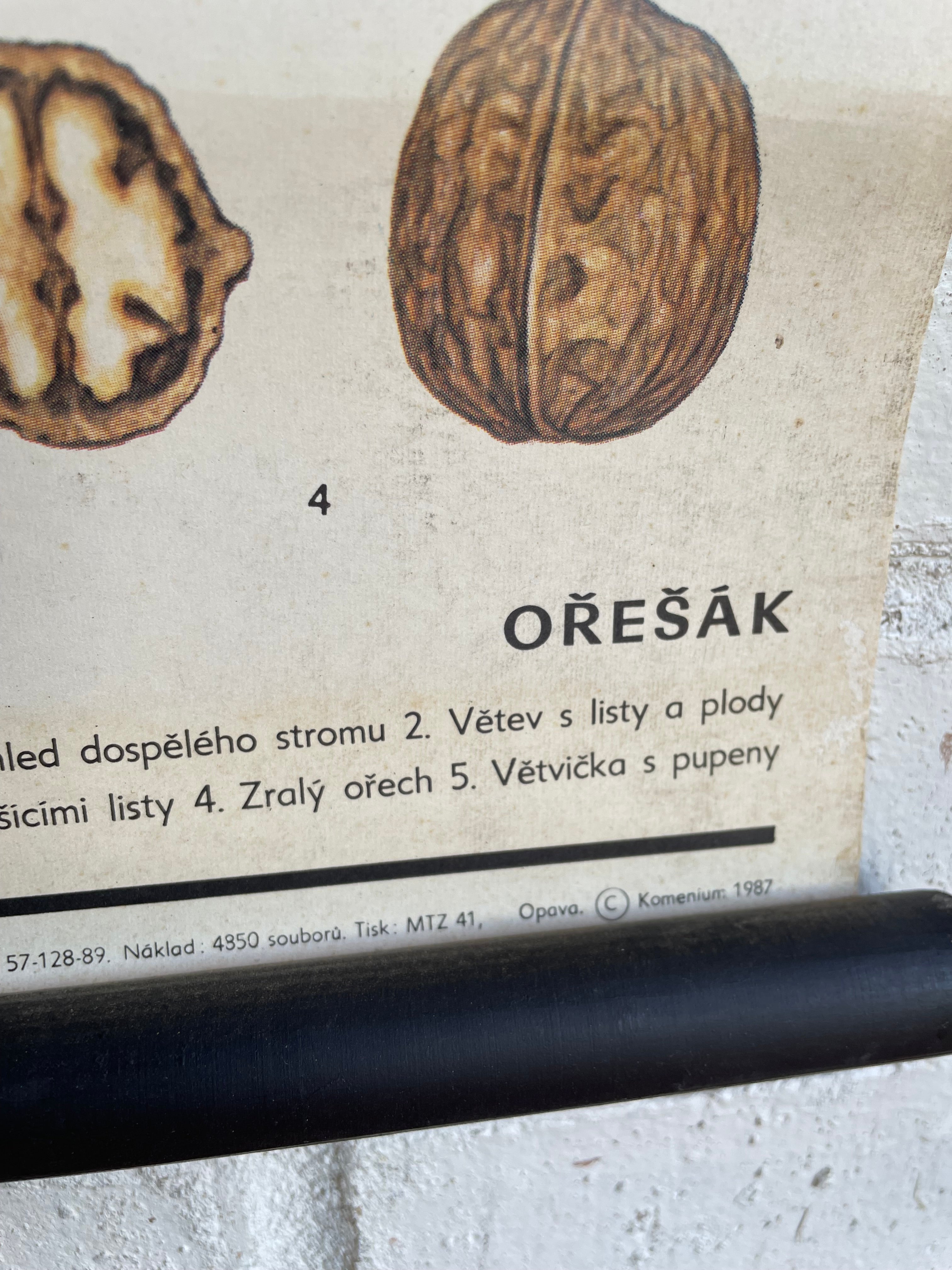 Vintage Botanical School Chart of a Walnut Tree