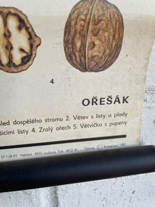 Vintage Botanical School Chart of a Walnut Tree