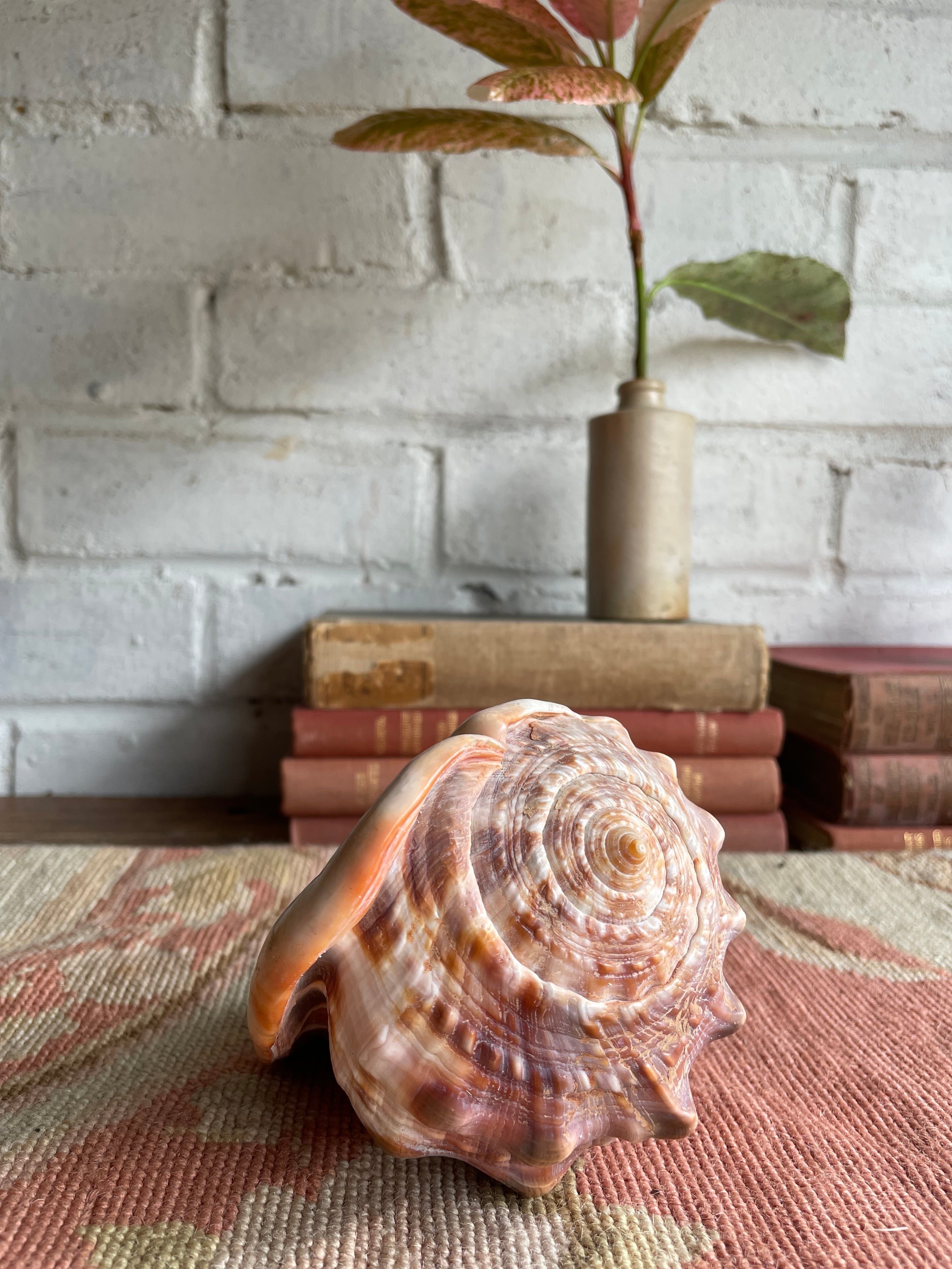 Old Conch Shell