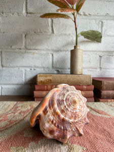 Old Conch Shell