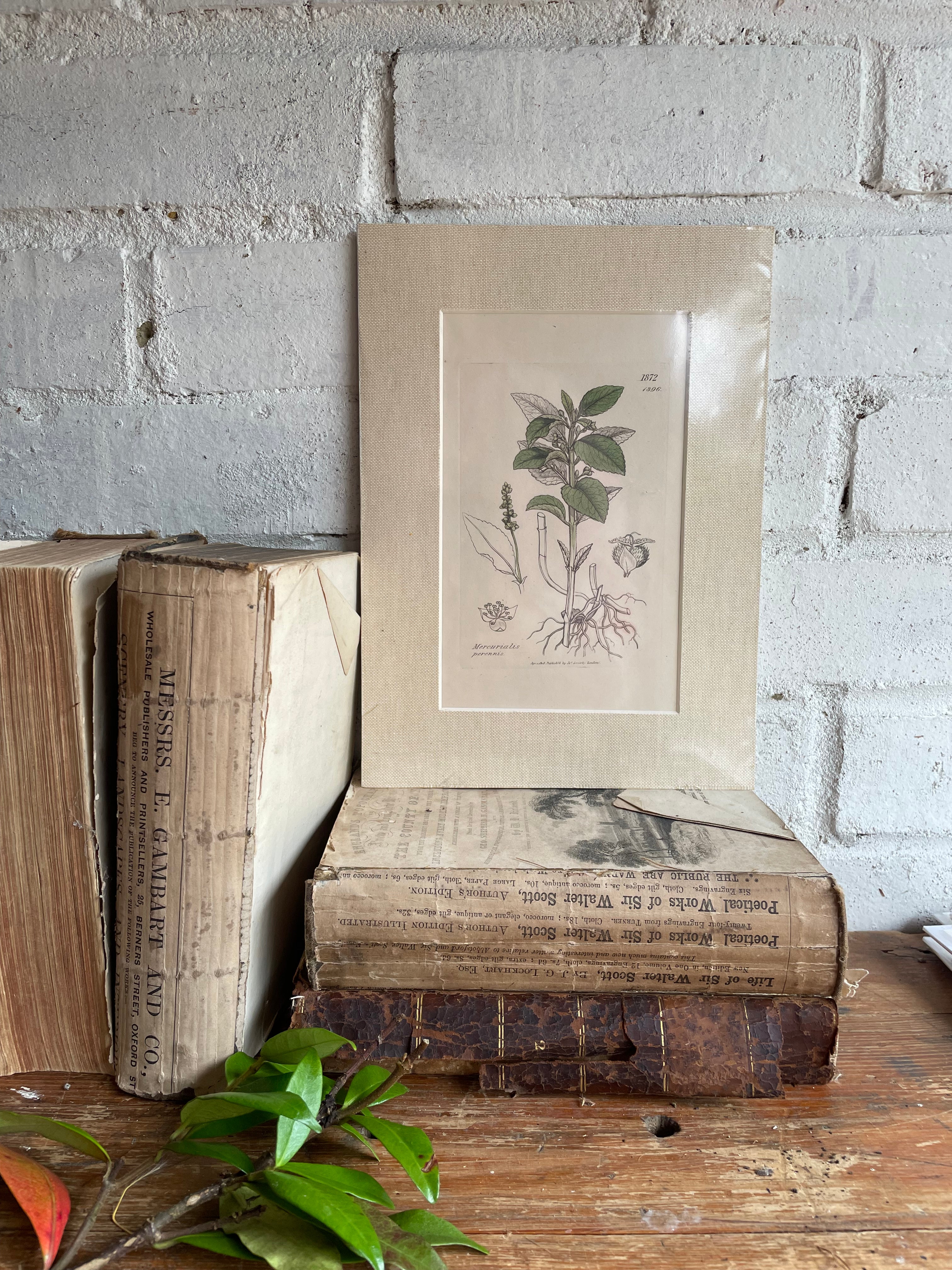 19th Century Botanical Illustration with Linen Mount - Mercurialis Perennis