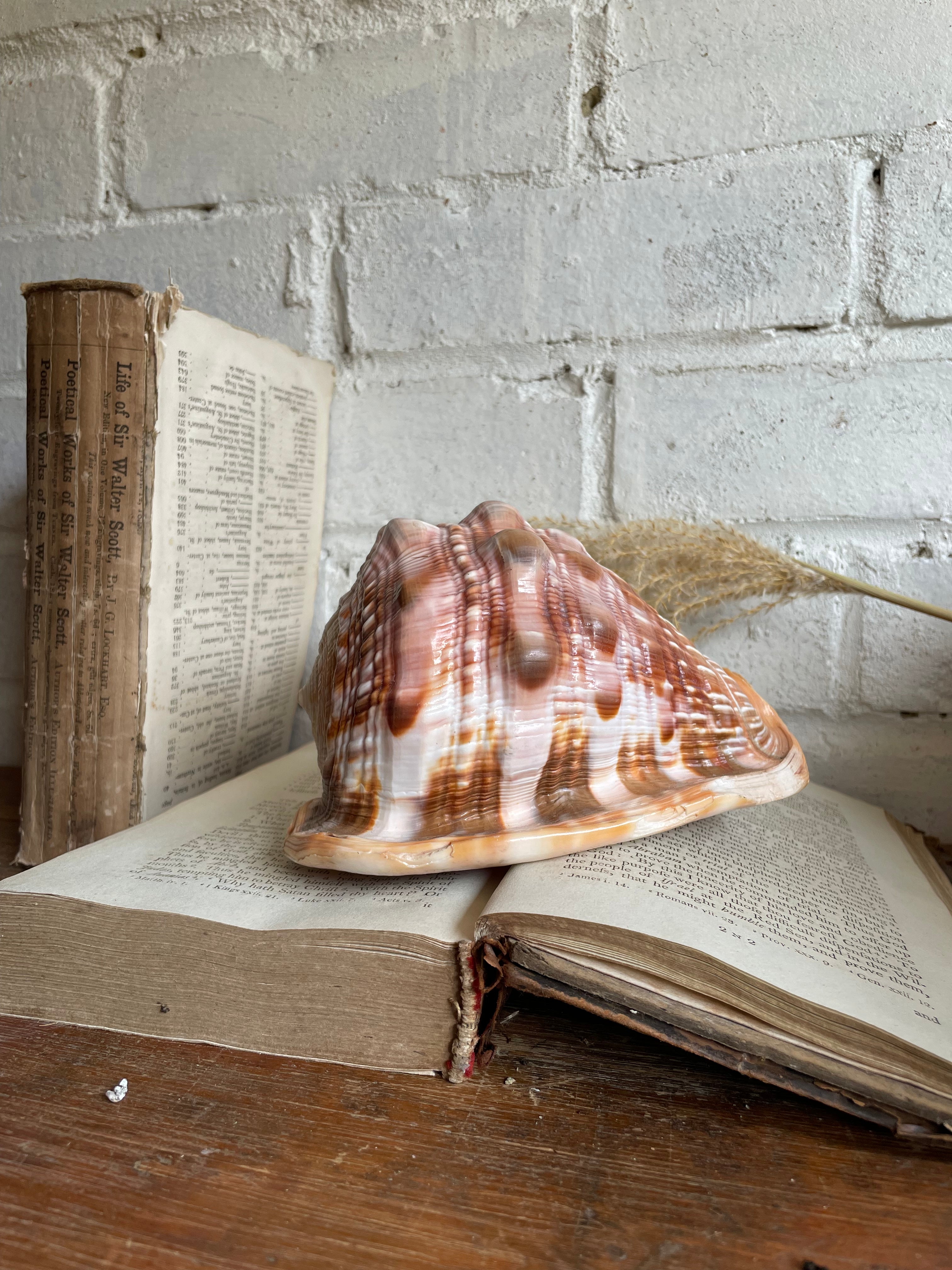 Old Conch Shell