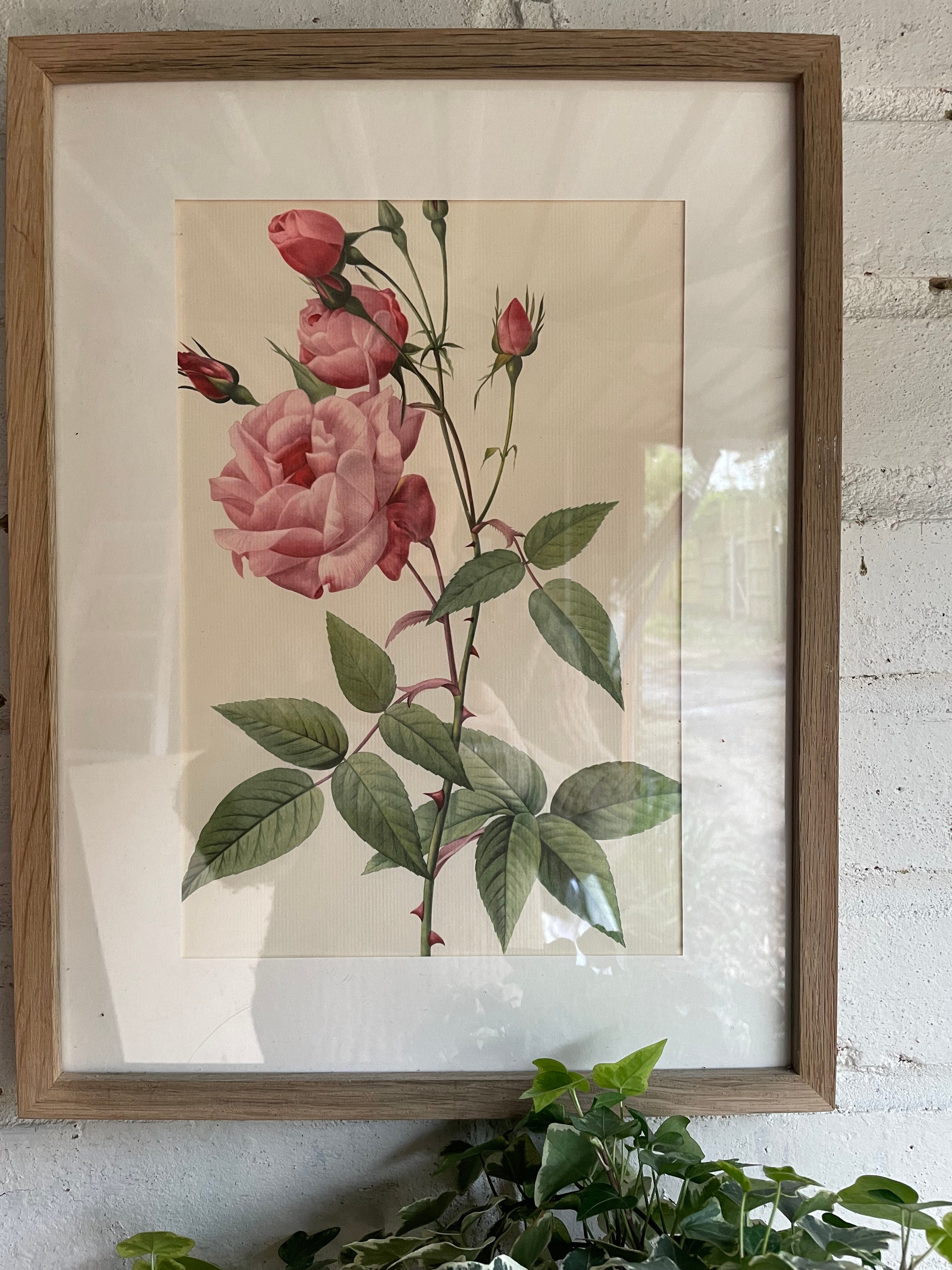 Framed 19th Century Botanical Illustration of Roses