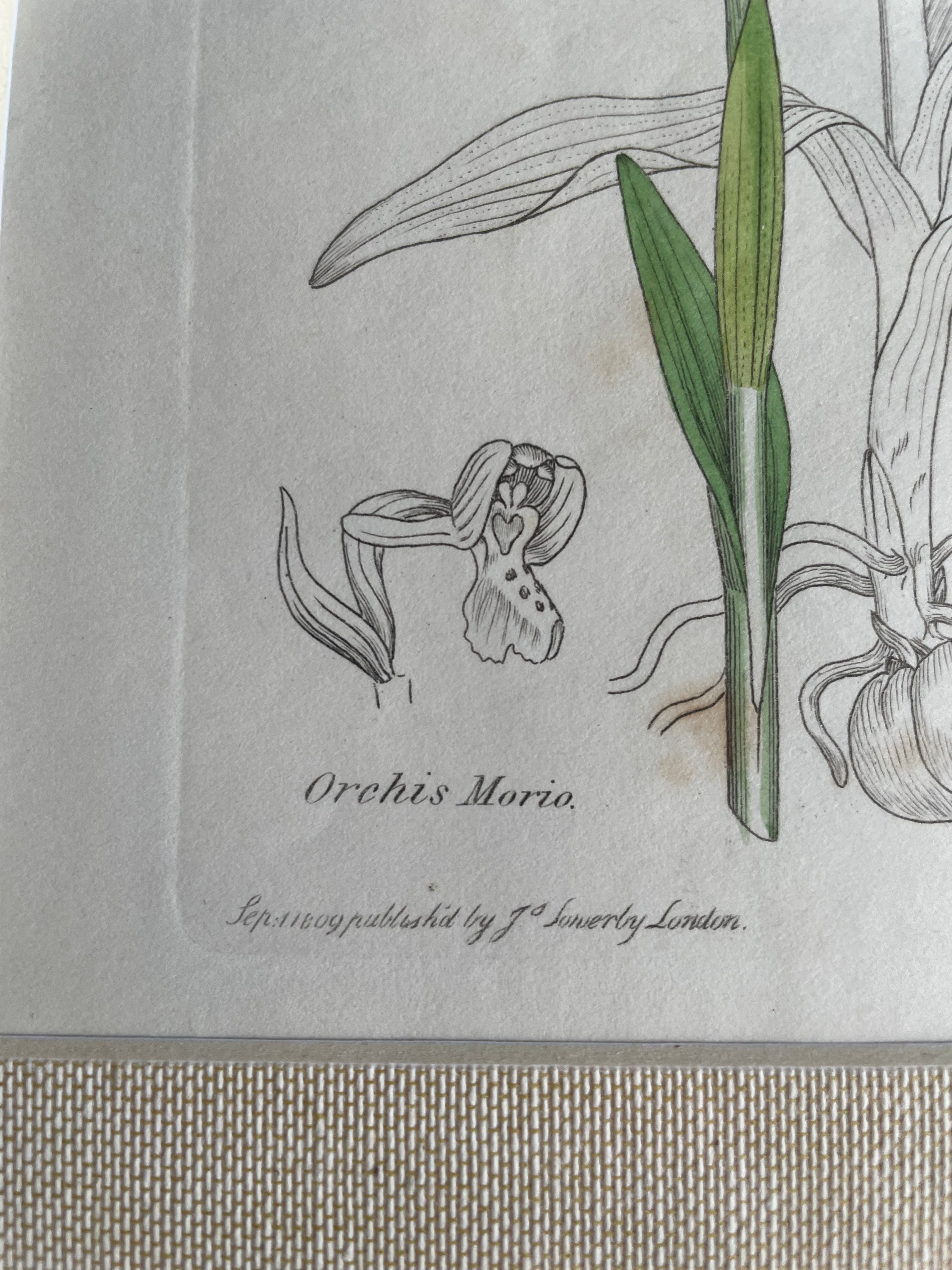 19th Century Botanical Illustration with Linen Mount - Orchis Morio
