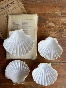 Set of Four Clam Shells