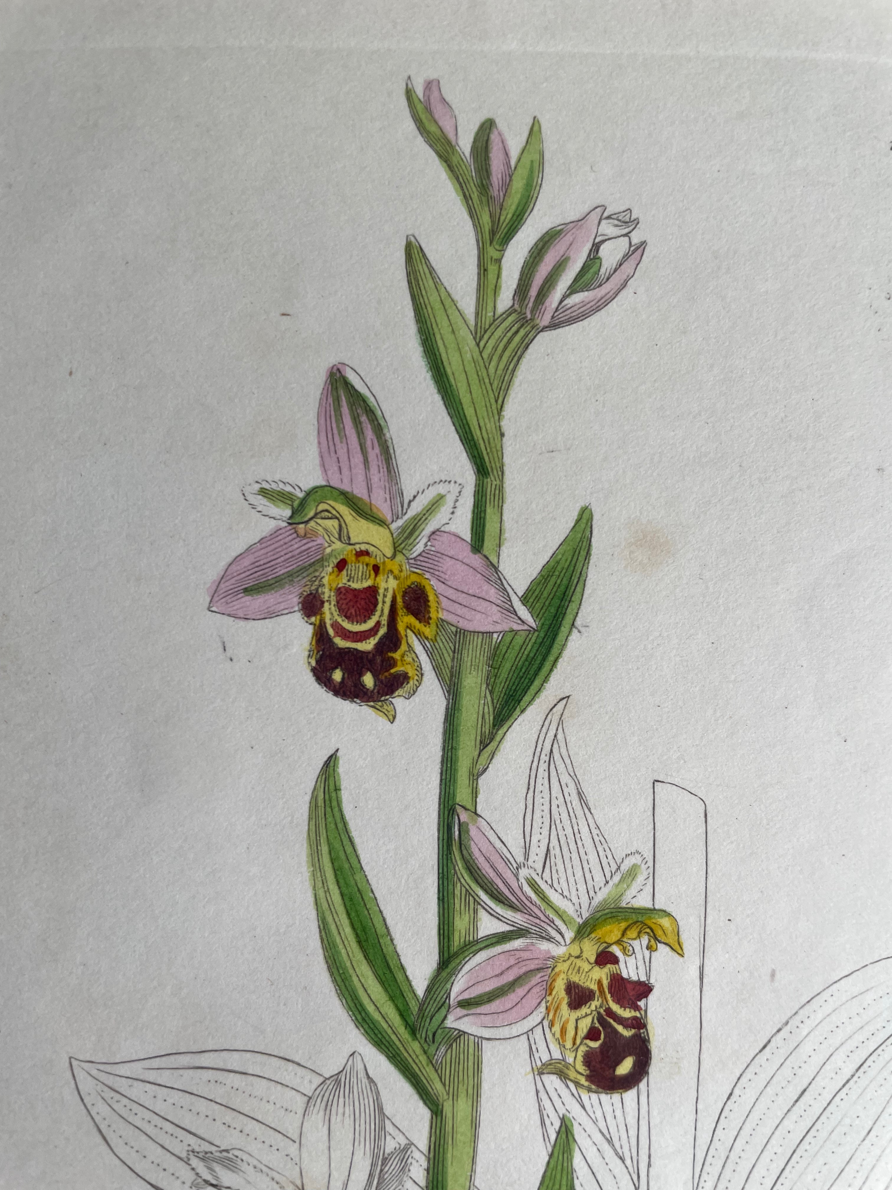 19th Century Botanical Illustration with Linen Mount - Orphrys Apifera