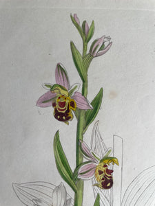 19th Century Botanical Illustration with Linen Mount - Orphrys Apifera
