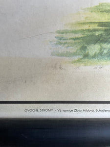 Vintage Botanical School Chart of a Walnut Tree