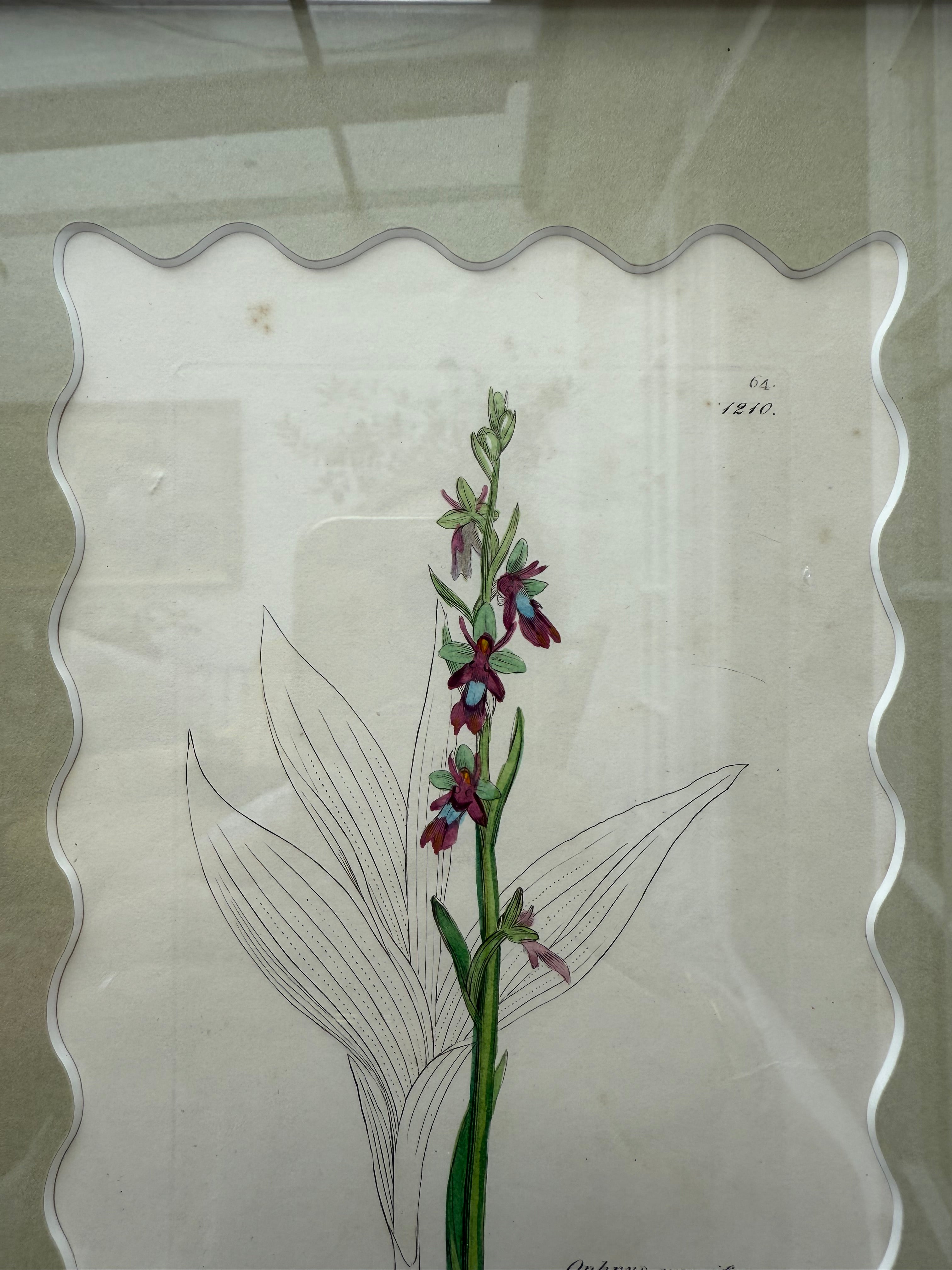 Bespoke Framed 19th Century Coloured Botanical Illustration