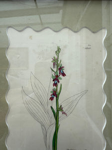 Bespoke Framed 19th Century Coloured Botanical Illustration