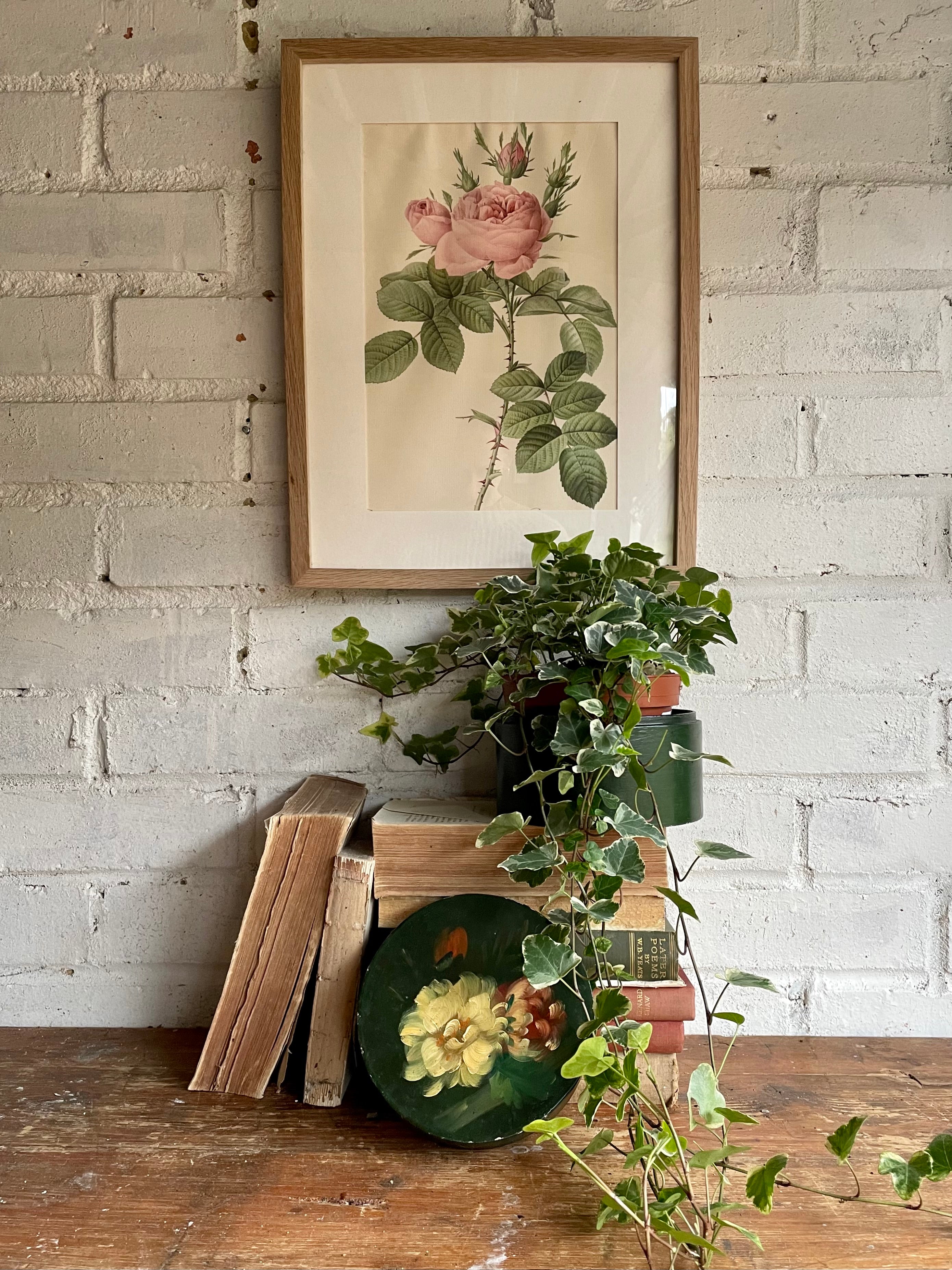 Framed 19th Century Botanical Illustration of Roses