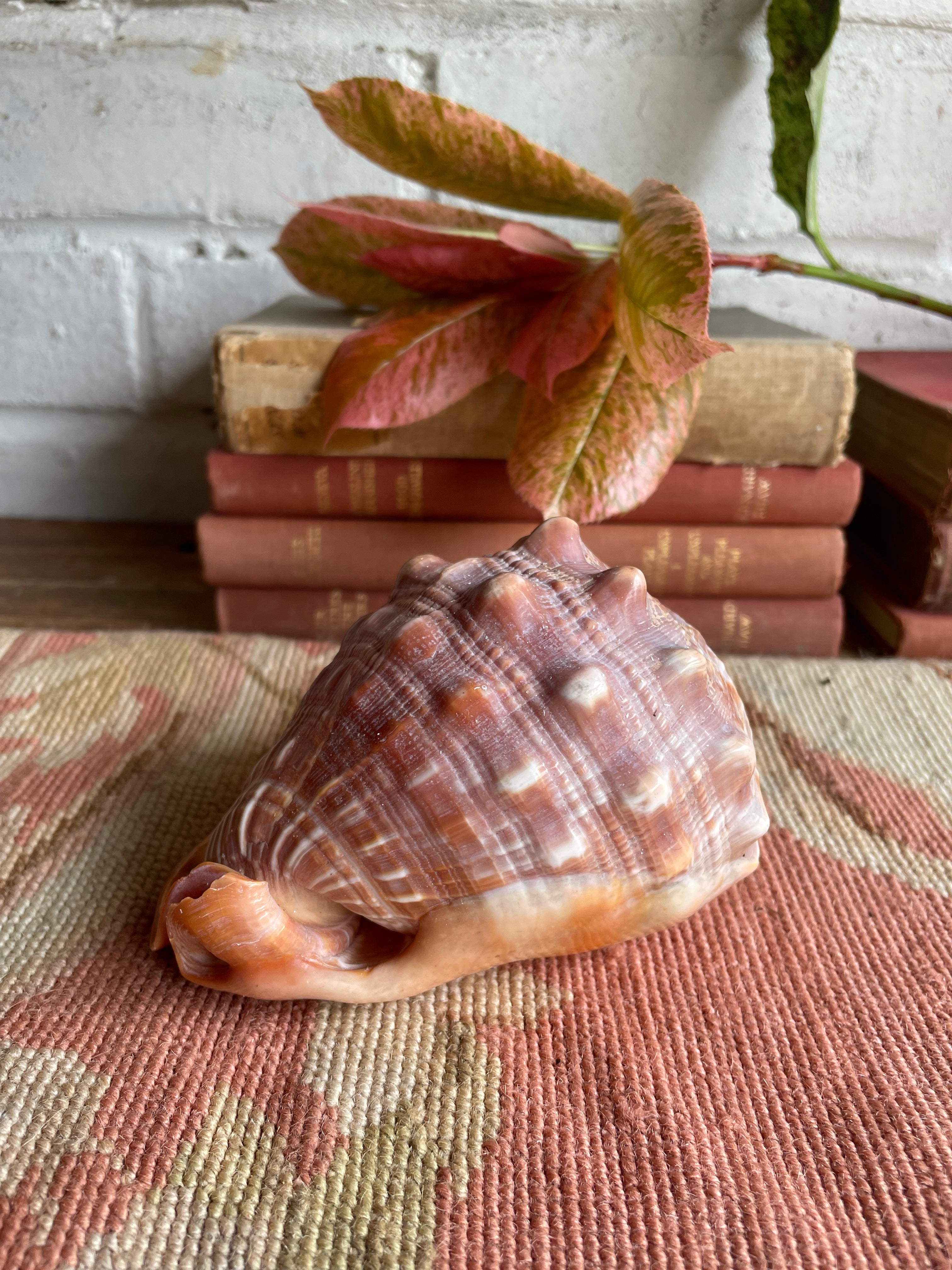 Old Conch Shell