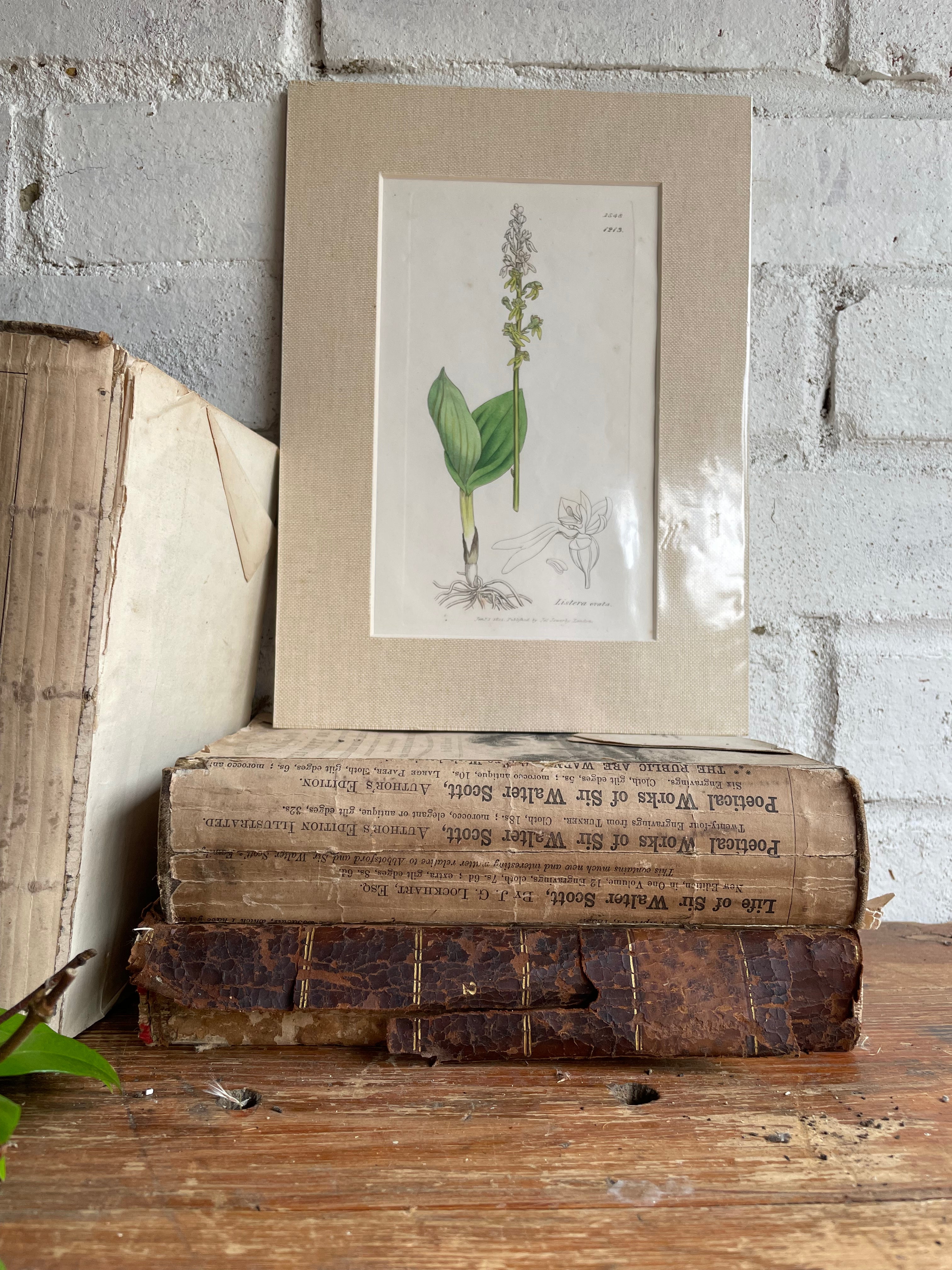 19th Century Botanical Illustration with Linen Mount - Listera Ovata