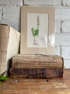 19th Century Botanical Illustration with Linen Mount - Listera Ovata
