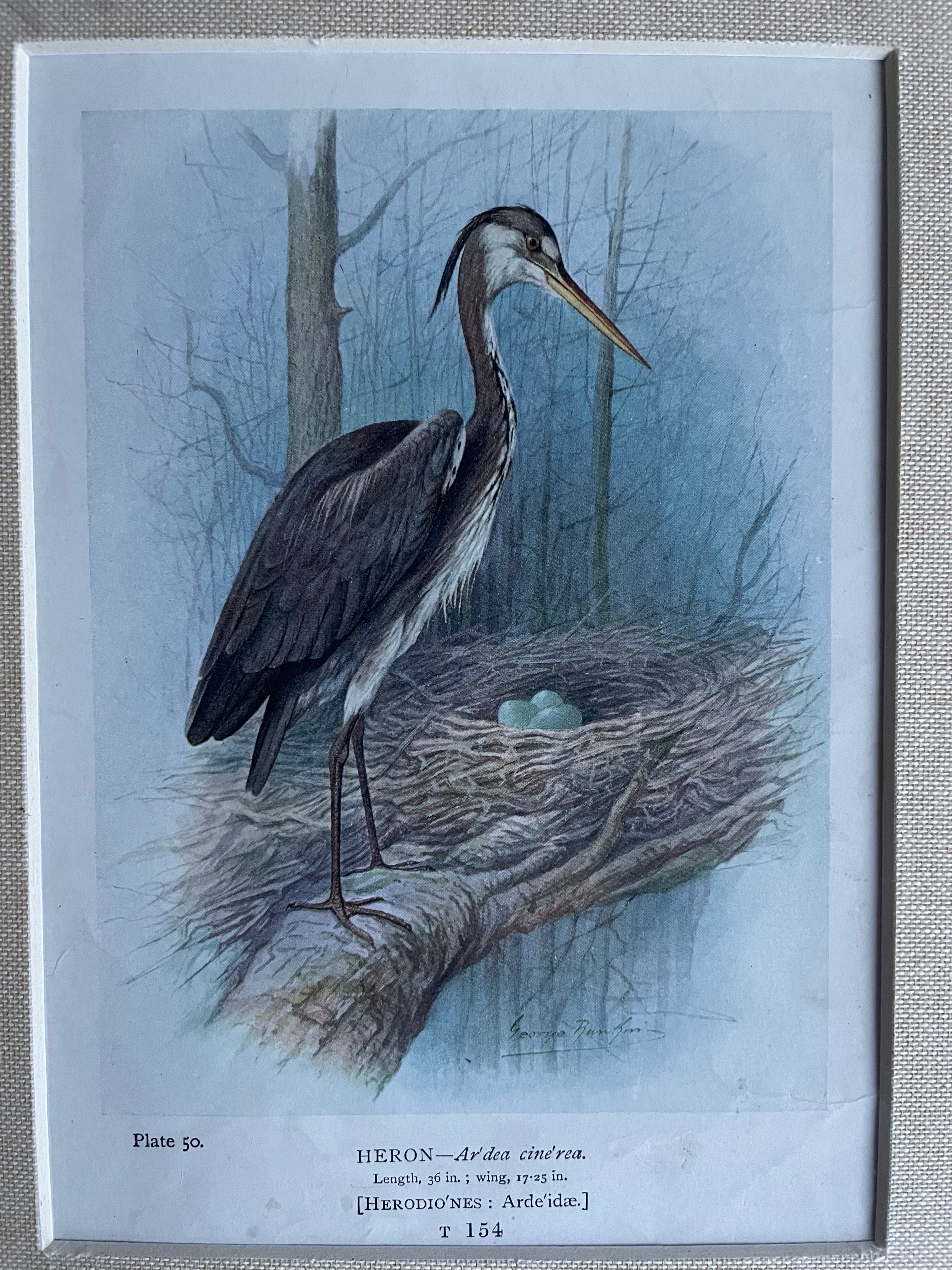 19th Century Bird Illustration with Linen Mount - Heron