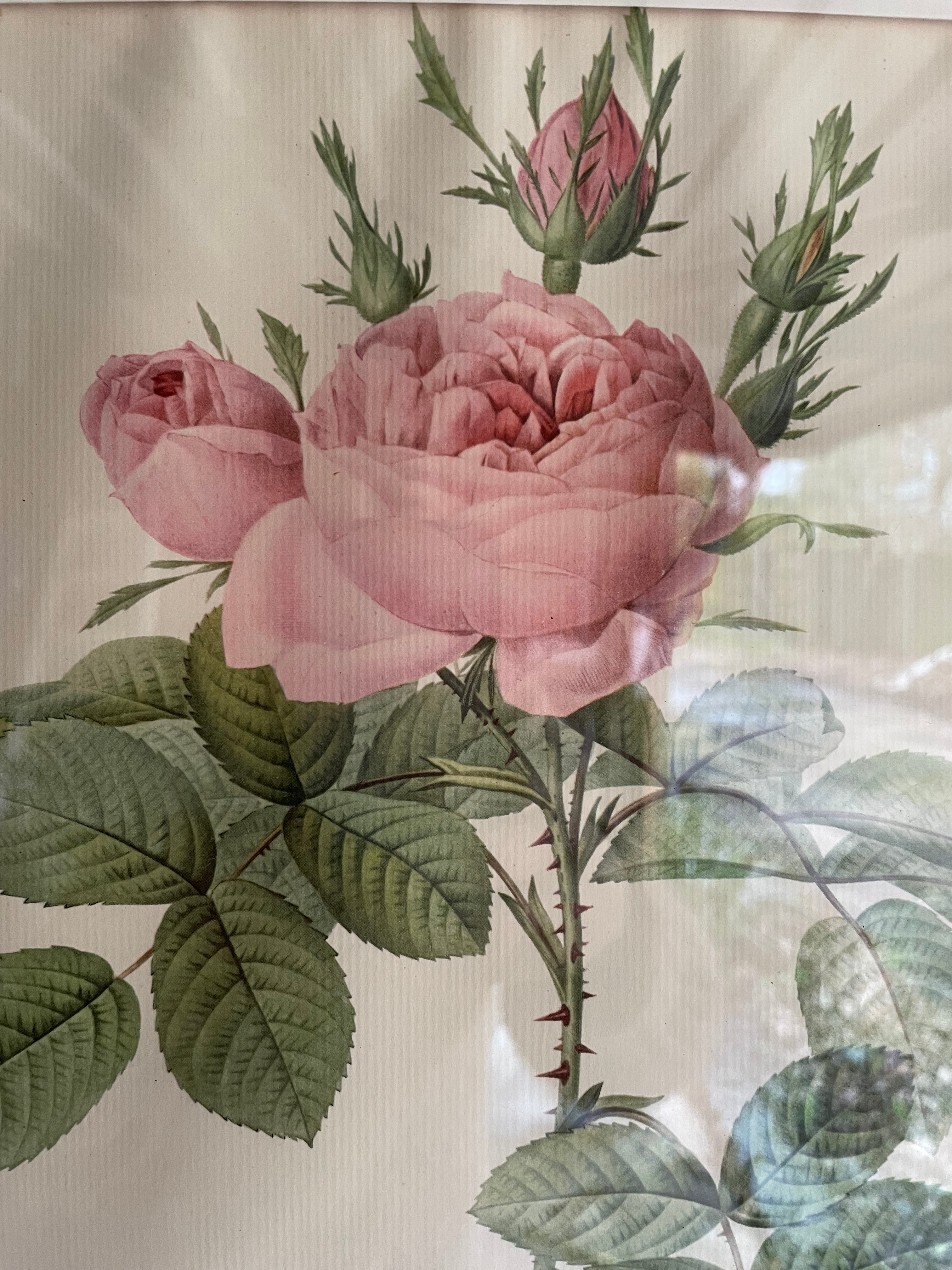 Framed 19th Century Botanical Illustration of Roses