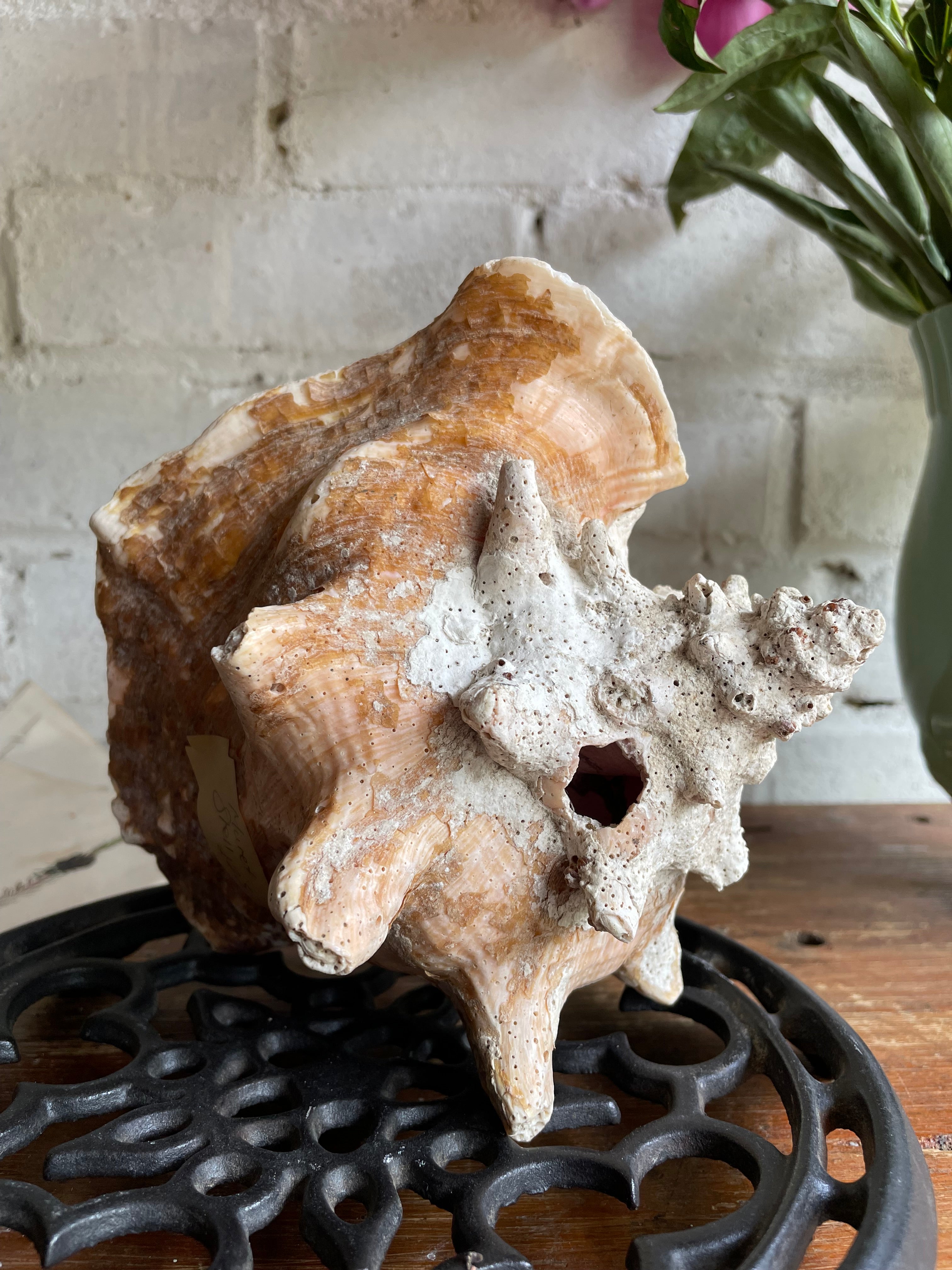 Mulex Shell Old Murex Shell – Reclectic