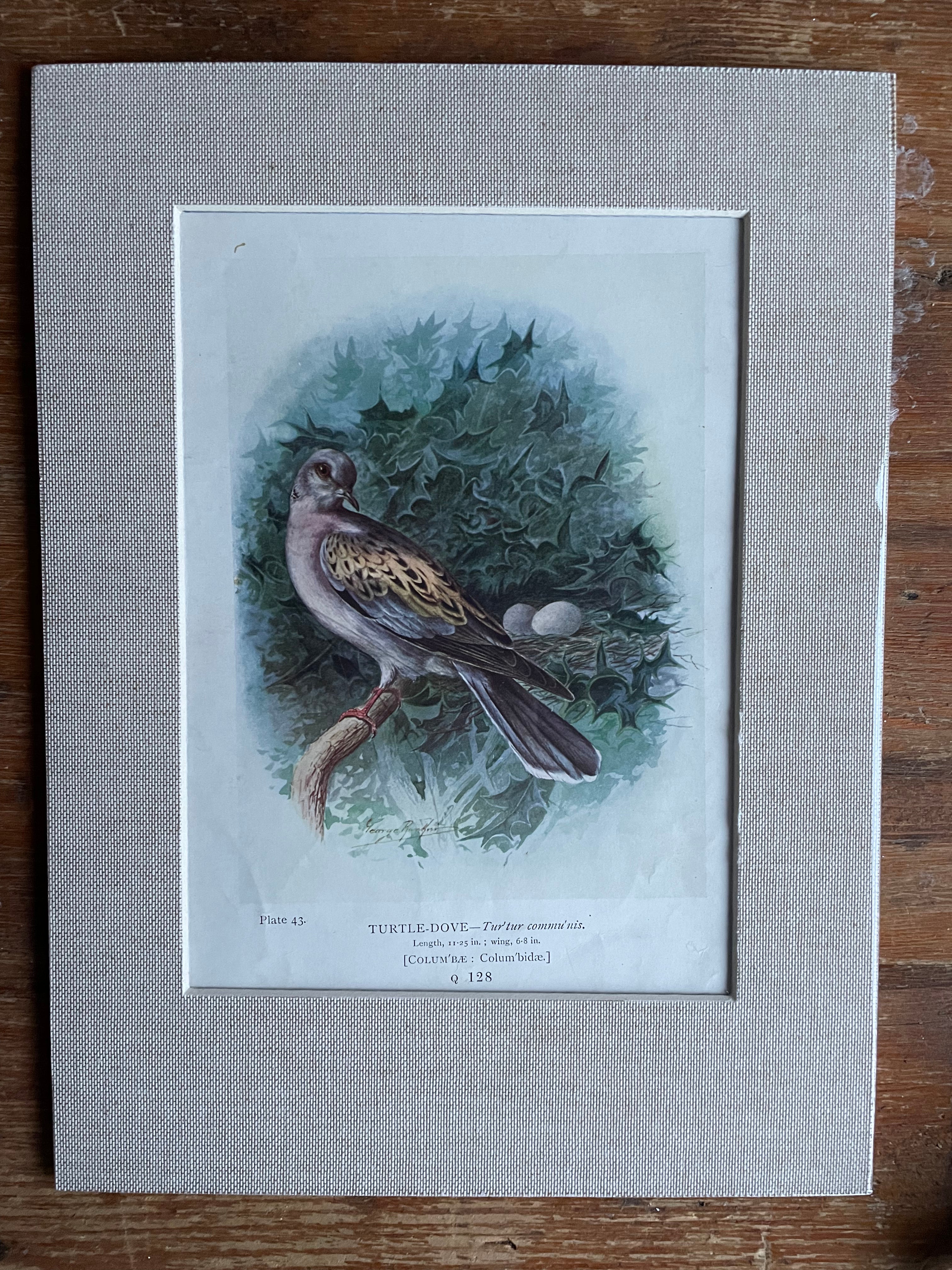 19th Century Bird Illustration with Linen Mount - Turtle Dove