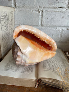 Old Conch Shell
