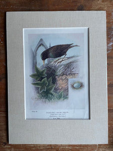 19th Century Bird Illustration with Linen Mount - Starling