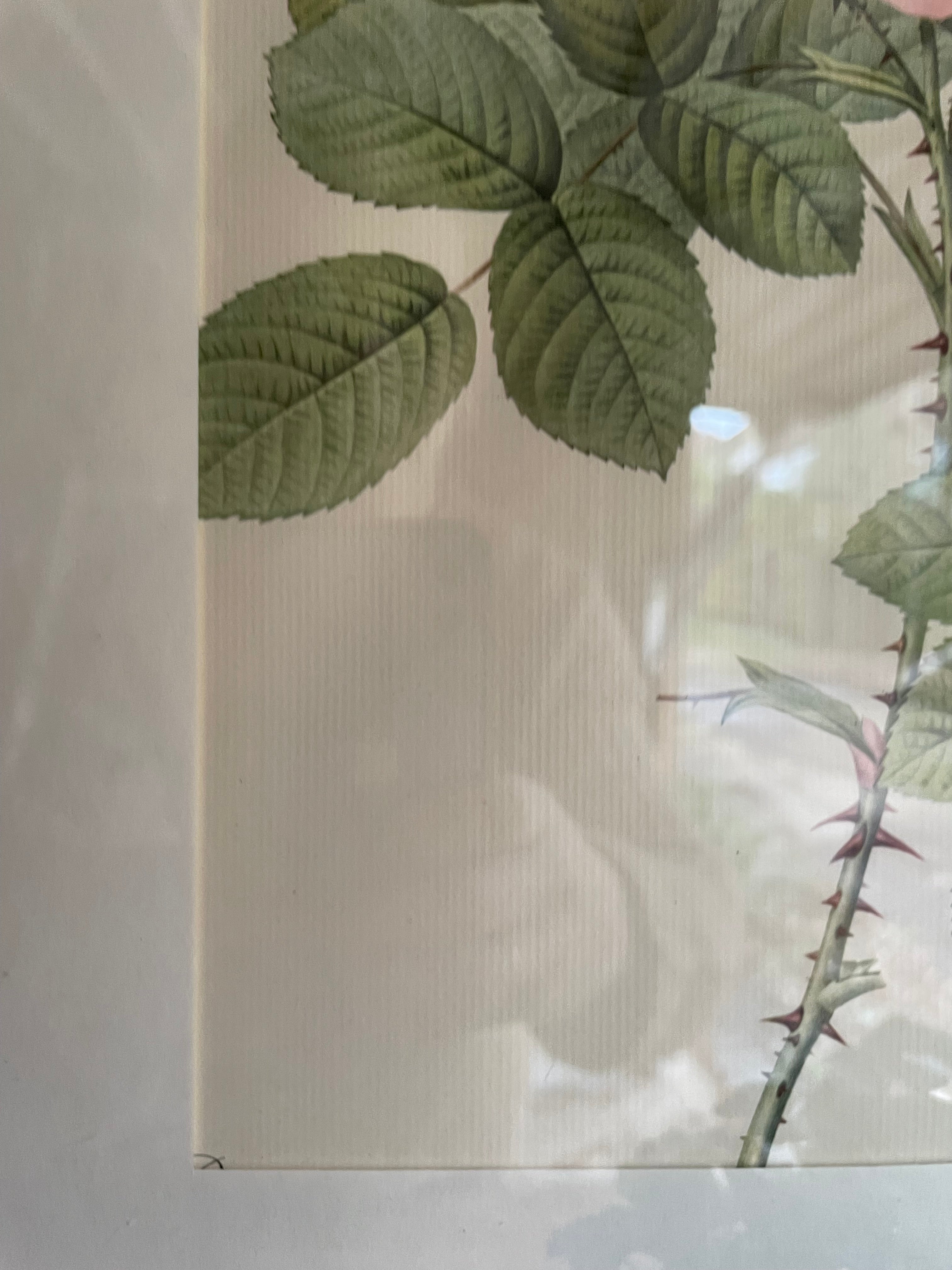 Framed 19th Century Botanical Illustration of Roses