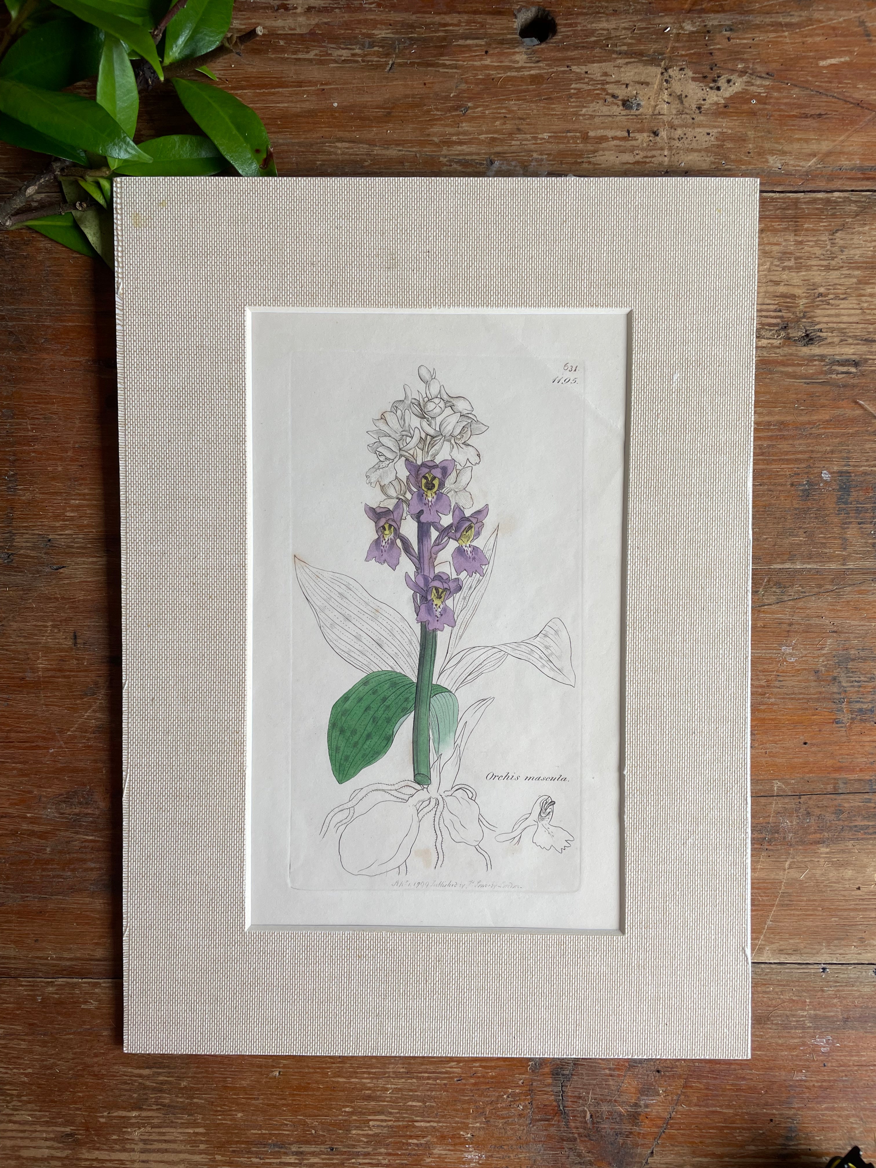 19th Century Botanical Illustration with Linen Mount - Orchis Mascula