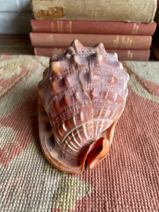 Old Conch Shell