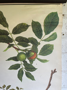 Vintage Botanical School Chart of a Walnut Tree