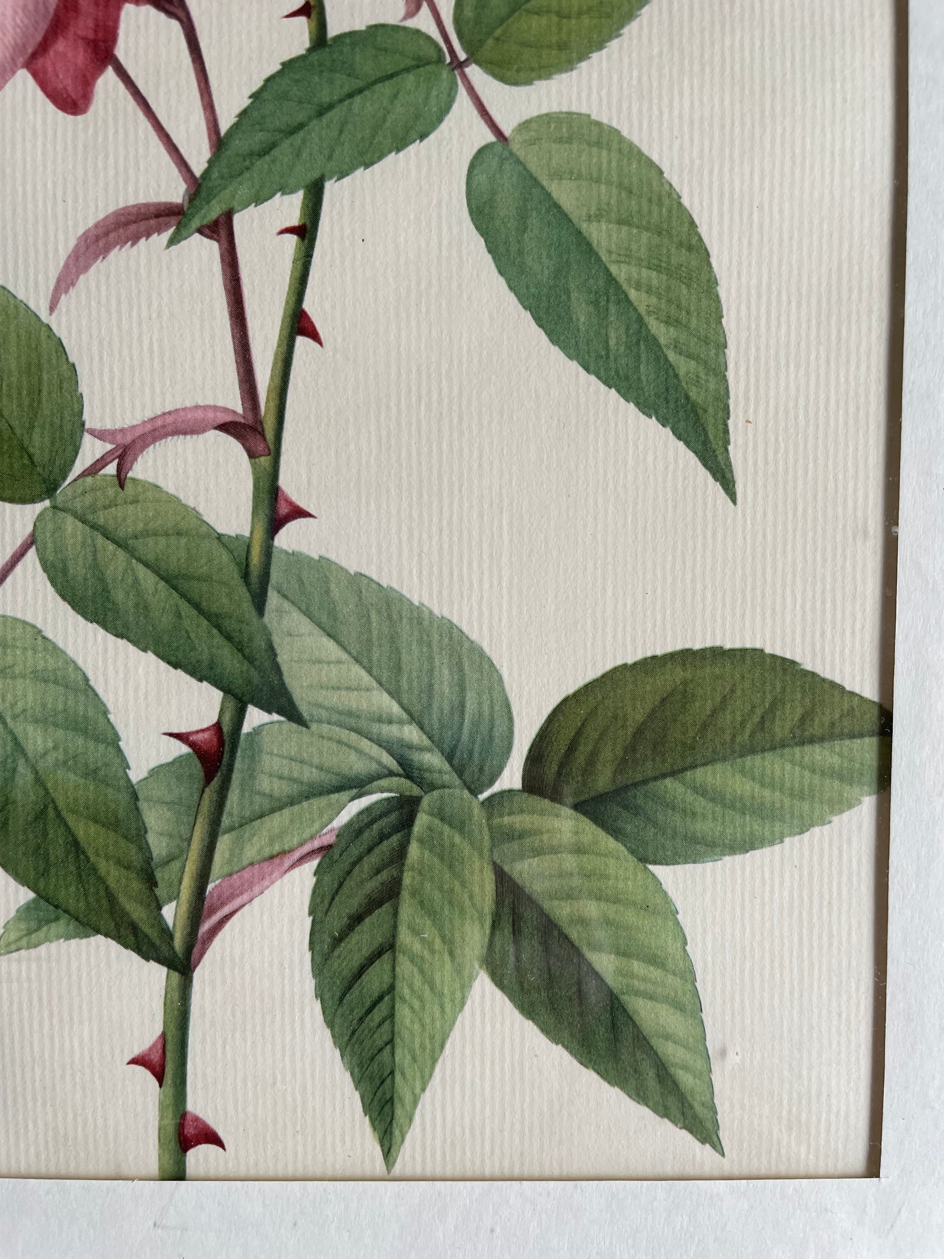 Framed 19th Century Botanical Illustration of Roses