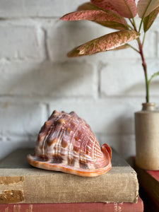 Old Conch Shell