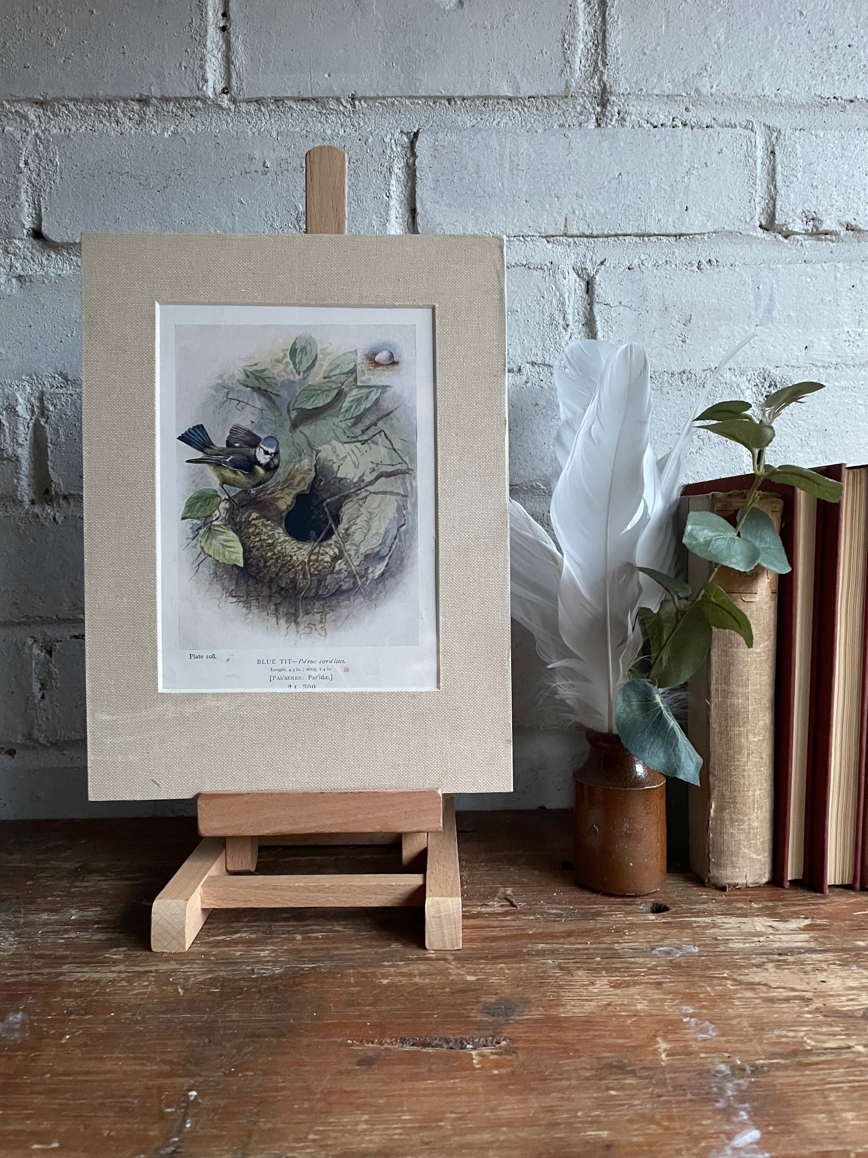 19th Century Bird Illustration with Linen Mount - Blue Tit