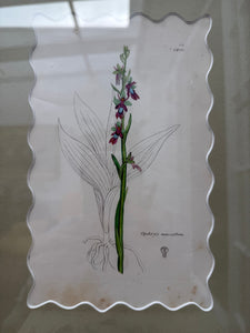 Bespoke Framed 19th Century Coloured Botanical Illustration