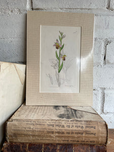 19th Century Botanical Illustration with Linen Mount - Orphrys Apifera